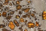 Polished Gyarub Zangbo Pallasite Meteorite ( g) Slice #301049-1